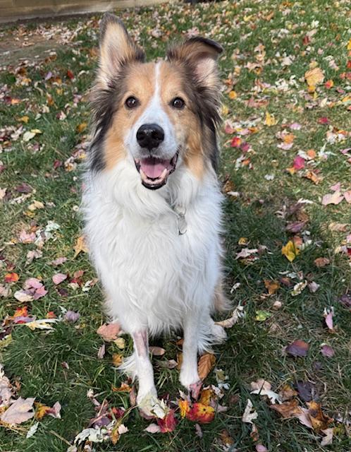 Chesty, a Adopted mixed breed in Abingdon, MD image 1/2