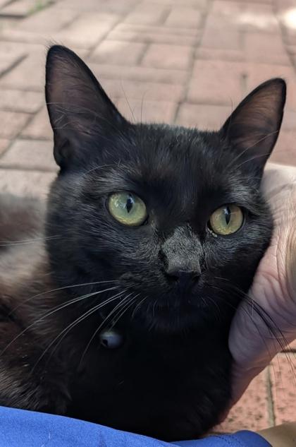 Zorro, adopted, Adult Male Domestic Short Hair.