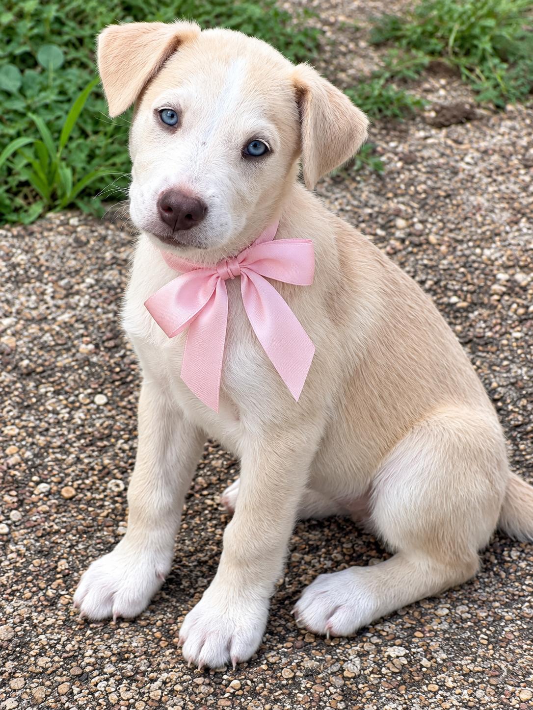 Autumn, Adopted, Puppy Female Black Labrador Retriever.