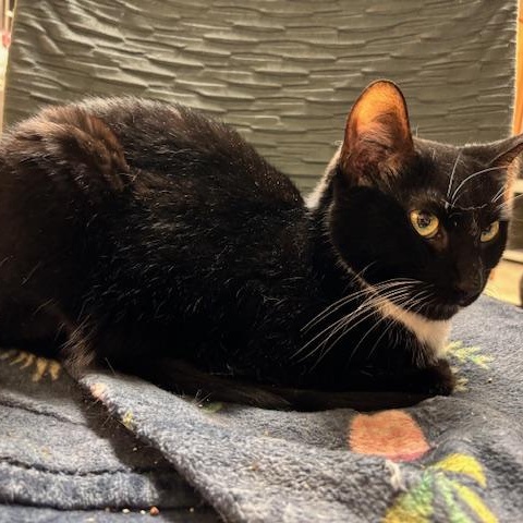 Sprinkles – A Petite Sweetheart Looking for Peace and Love