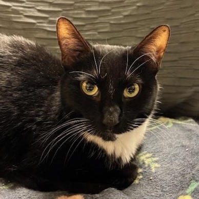 Sprinkles – A Petite Sweetheart Looking for Peace and Love