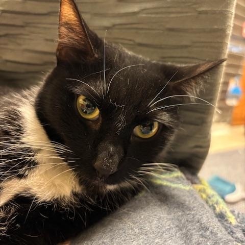 Sprinkles – A Petite Sweetheart Looking for Peace and Love