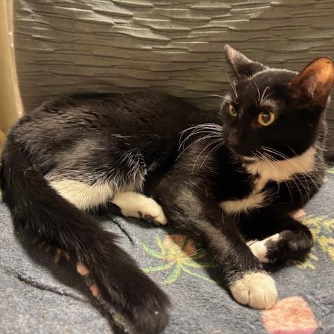 Sprinkles – A Petite Sweetheart Looking for Peace and Love