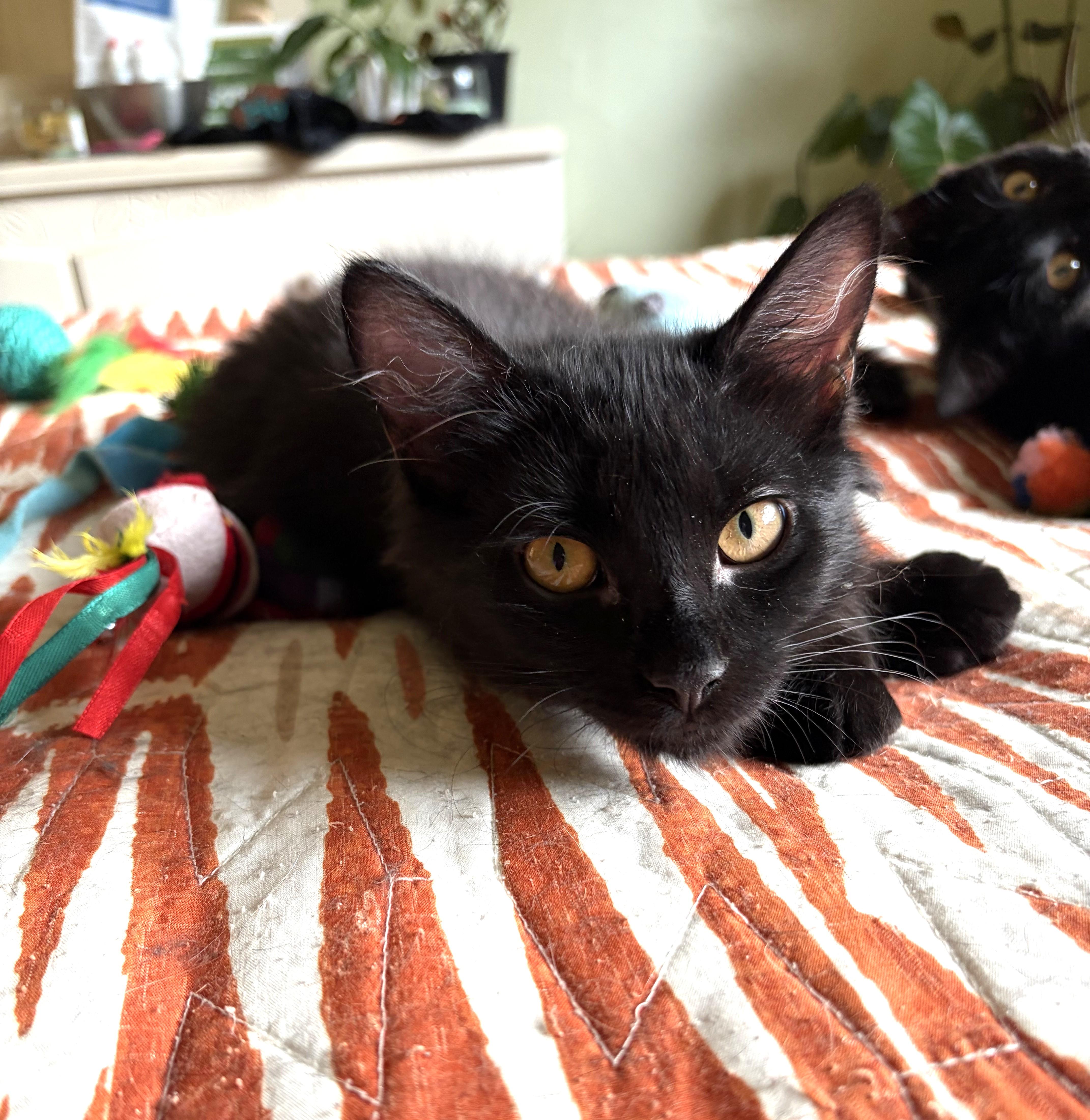 Poe, an adopted Domestic Short Hair in Bentonville, AR image 2/3