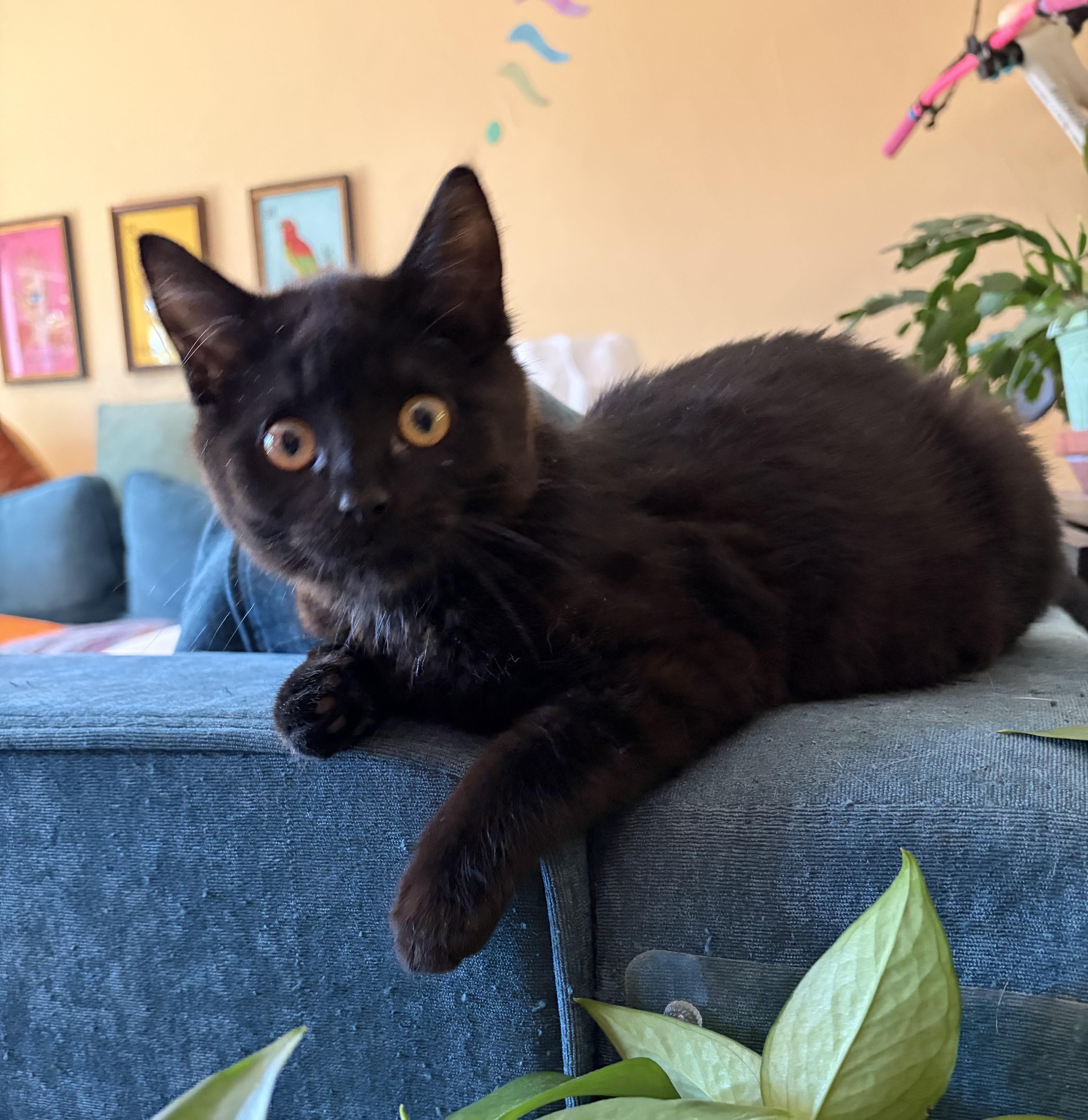 Poe, adopted, Kitten Female Domestic Short Hair.