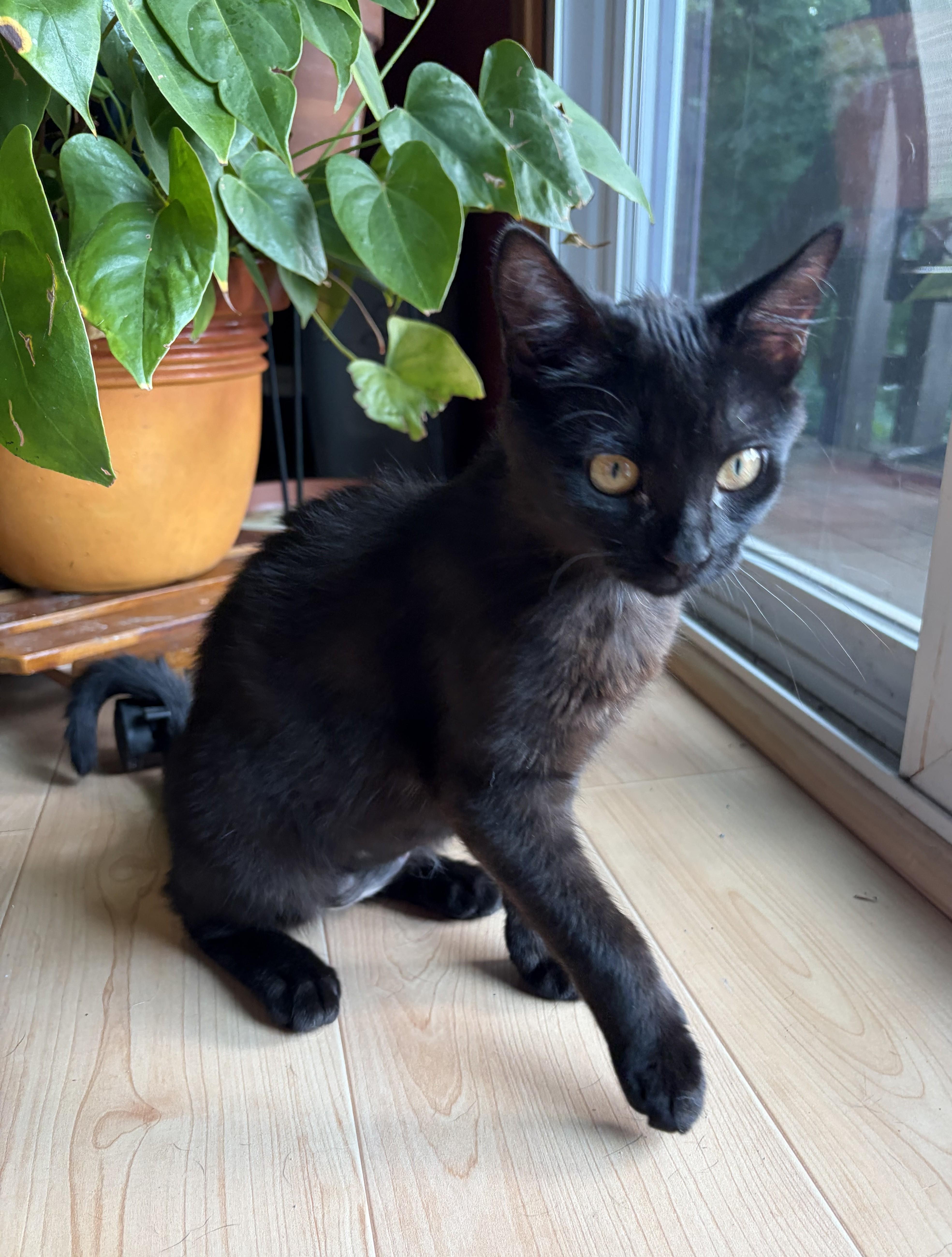 Poe, an adopted Domestic Short Hair in Bentonville, AR image 3/3