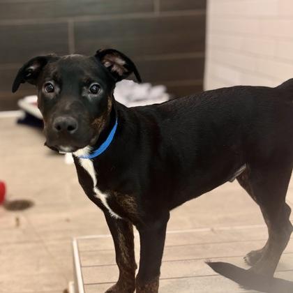 Samantha, a Adoptable mixed breed in San Francisco, CA image 1/3