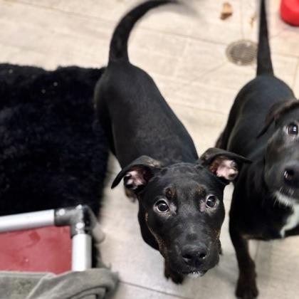 Samantha, a Adoptable mixed breed in San Francisco, CA image 3/3