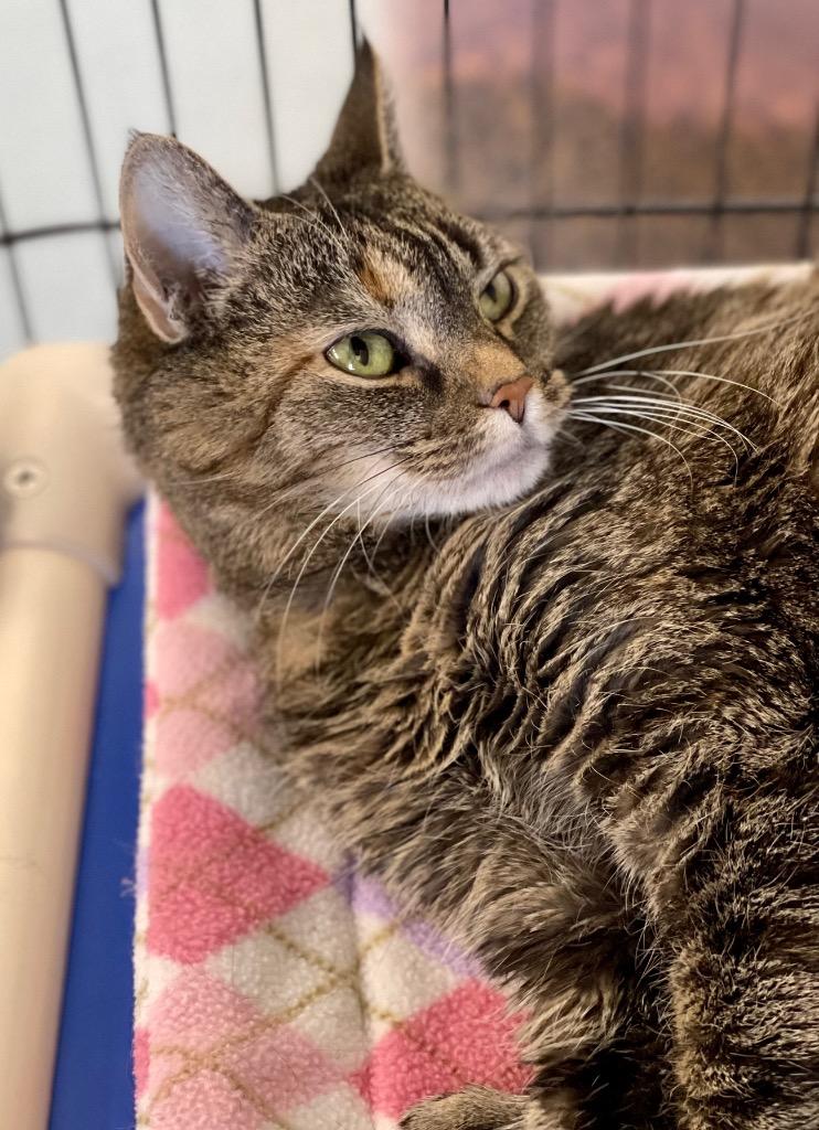 Enlarge Nefertiti, a Adoptable mixed breed in Cumberland, ME image 1/4