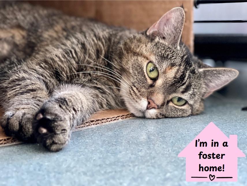 Nefertiti, a Adoptable mixed breed in Cumberland, ME image 1/4