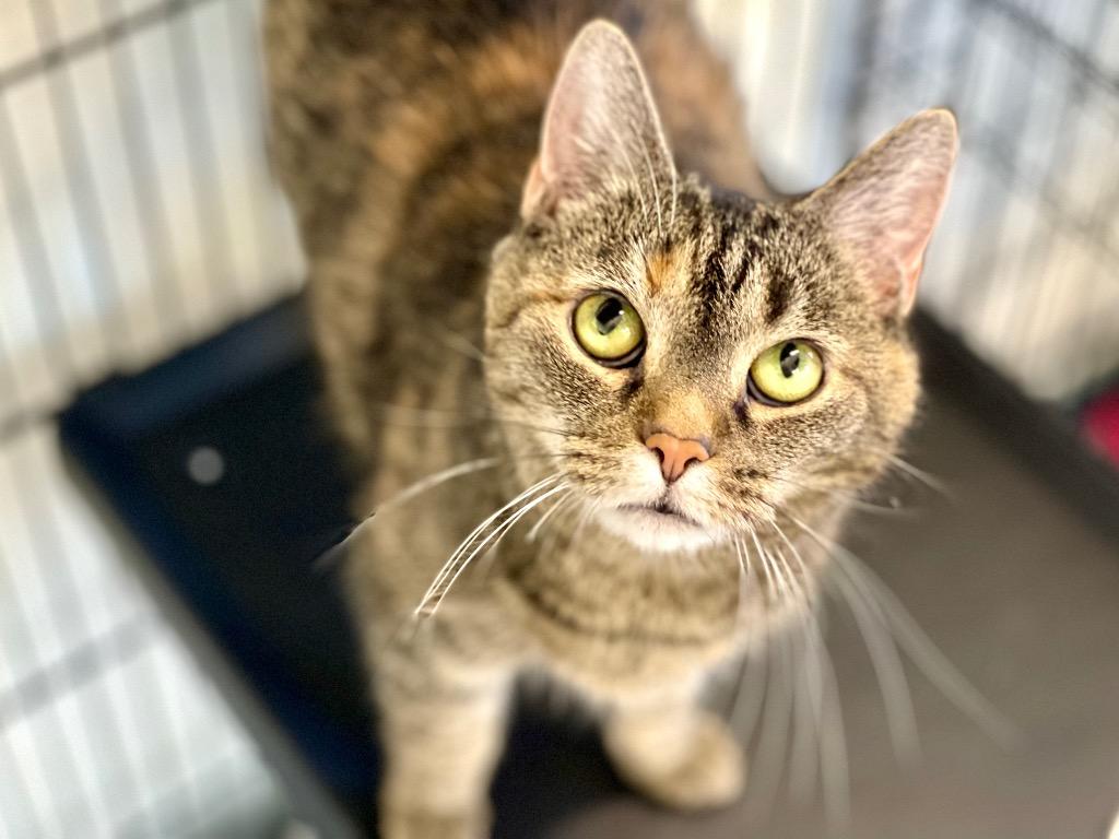 Enlarge Nefertiti, a Adoptable mixed breed in Cumberland, ME image 3/4