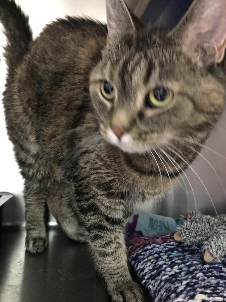 Nefertiti, a Adoptable mixed breed in Cumberland, ME image 4/4