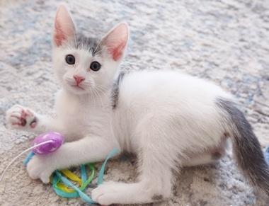 Arctic, ADOPTABLE, Kitten Male Domestic Short Hair.