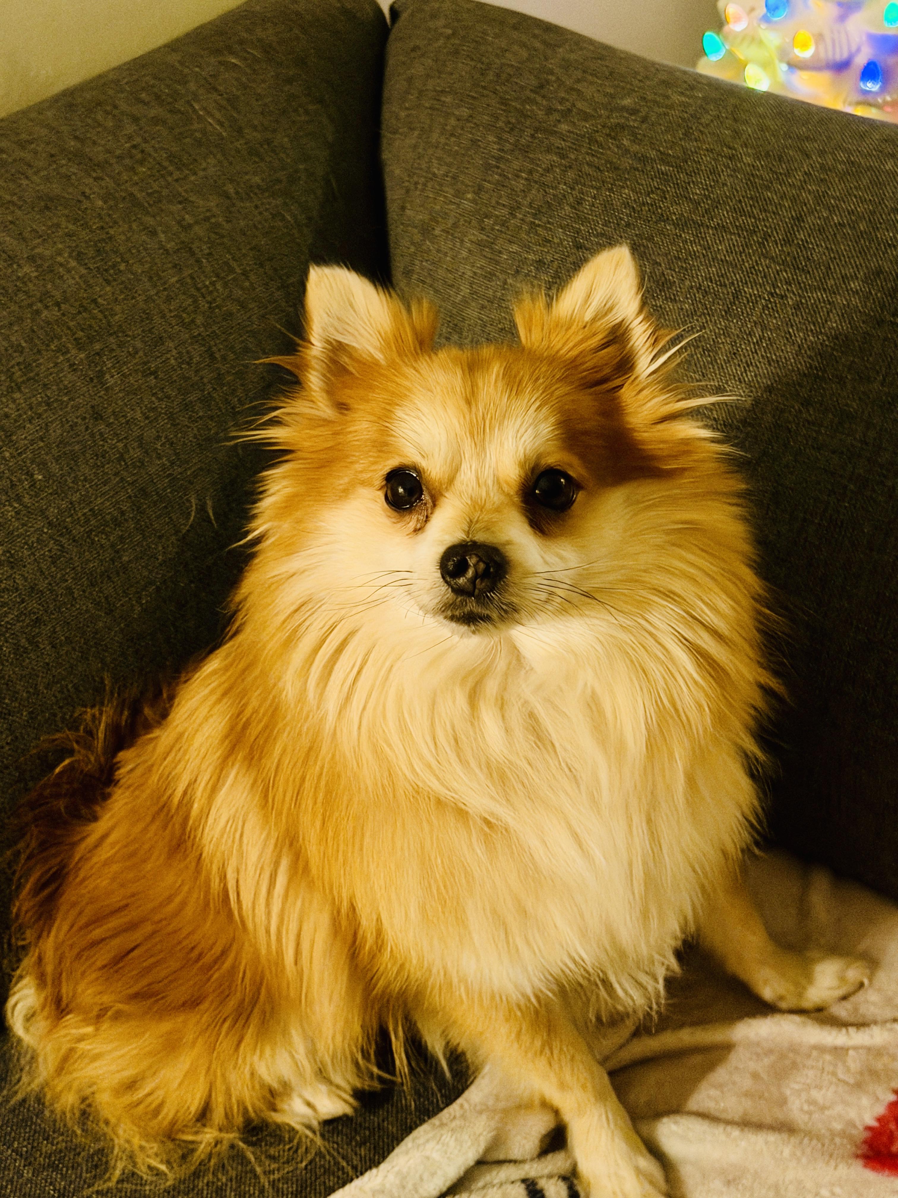 Enlarge Reggie, an adopted Pomeranian in Grosse Pointe Park, MI image 1/5