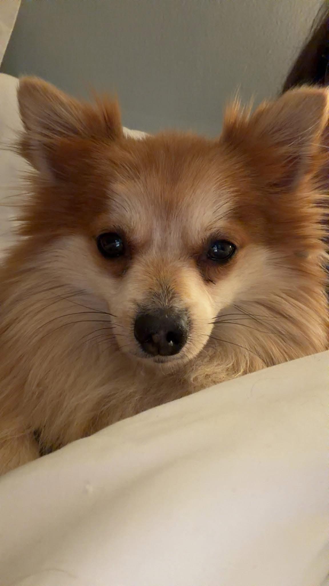 Enlarge Reggie, an adopted Pomeranian in Grosse Pointe Park, MI image 4/5