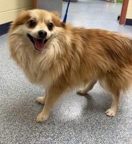 Enlarge Reggie, an adopted Pomeranian in Grosse Pointe Park, MI image 2/5