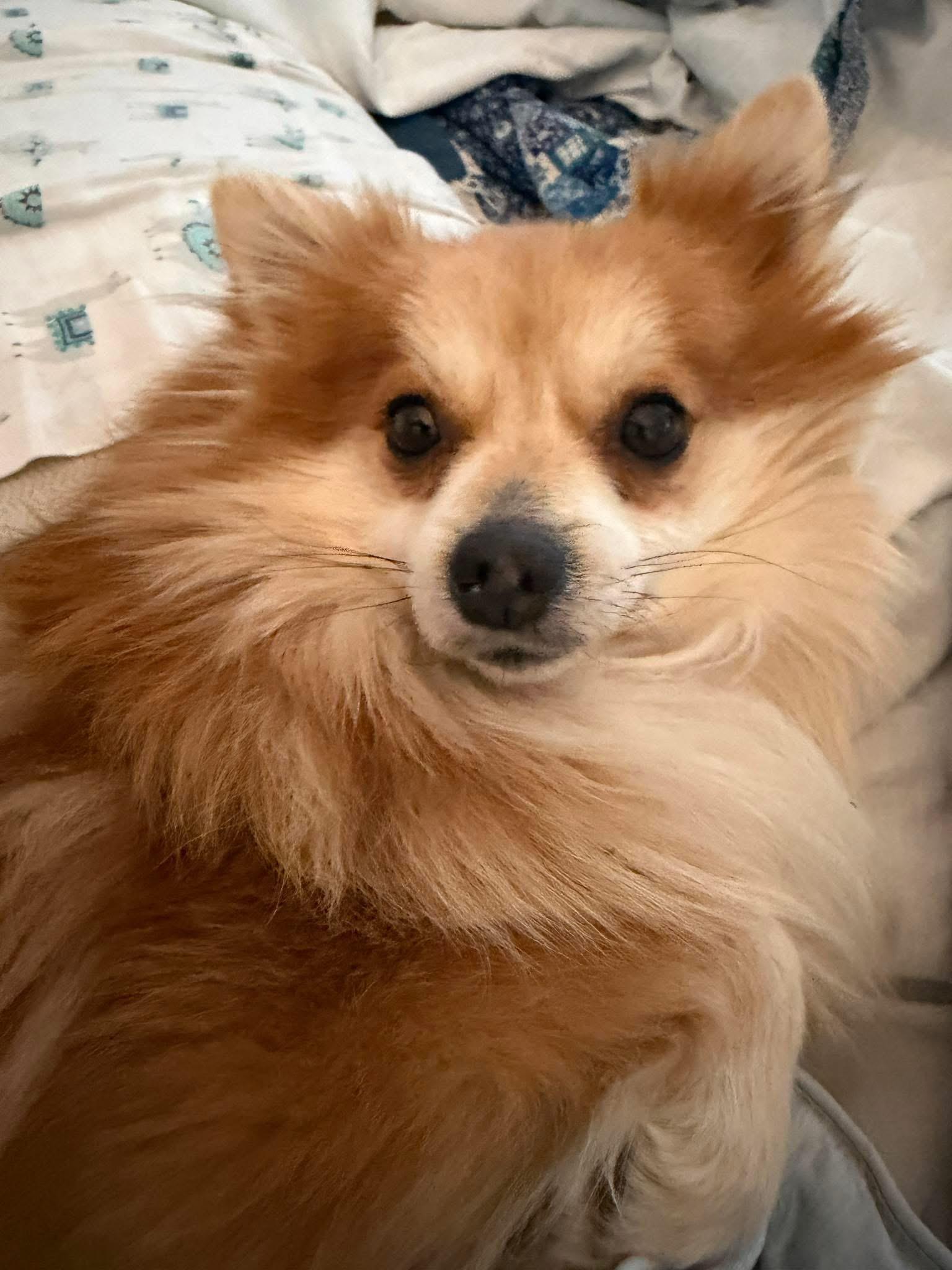 Enlarge Reggie, an adopted Pomeranian in Grosse Pointe Park, MI image 5/5