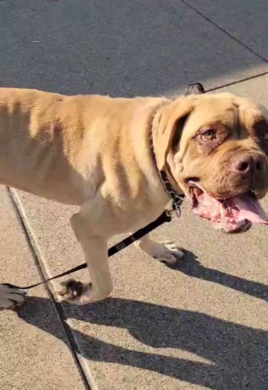 Ethel, a Adoptable Mastiff in Studio City, CA image 1/2