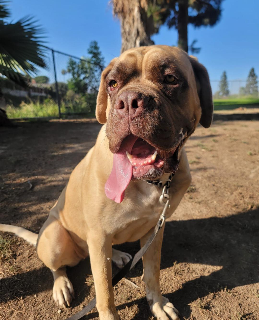 Ethel, a Adoptable Mastiff in Studio City, CA image 2/2