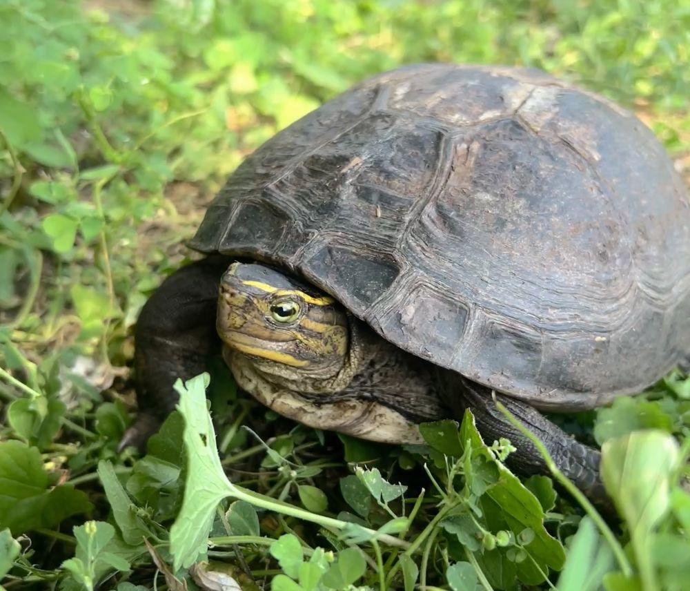 Enlarge Carnita, a ADOPTABLE Asian Box in Greenfield, WI image 1/1