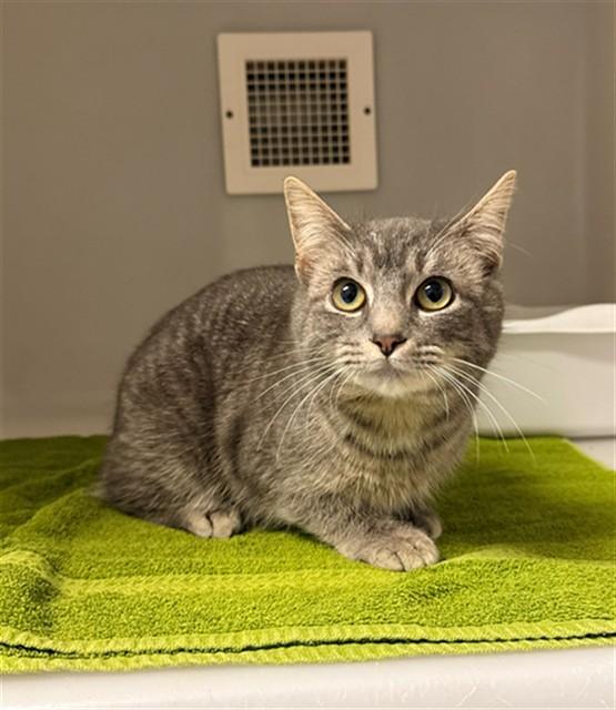 BOBBIE, Adoptable, Kitten Female Domestic Short Hair.