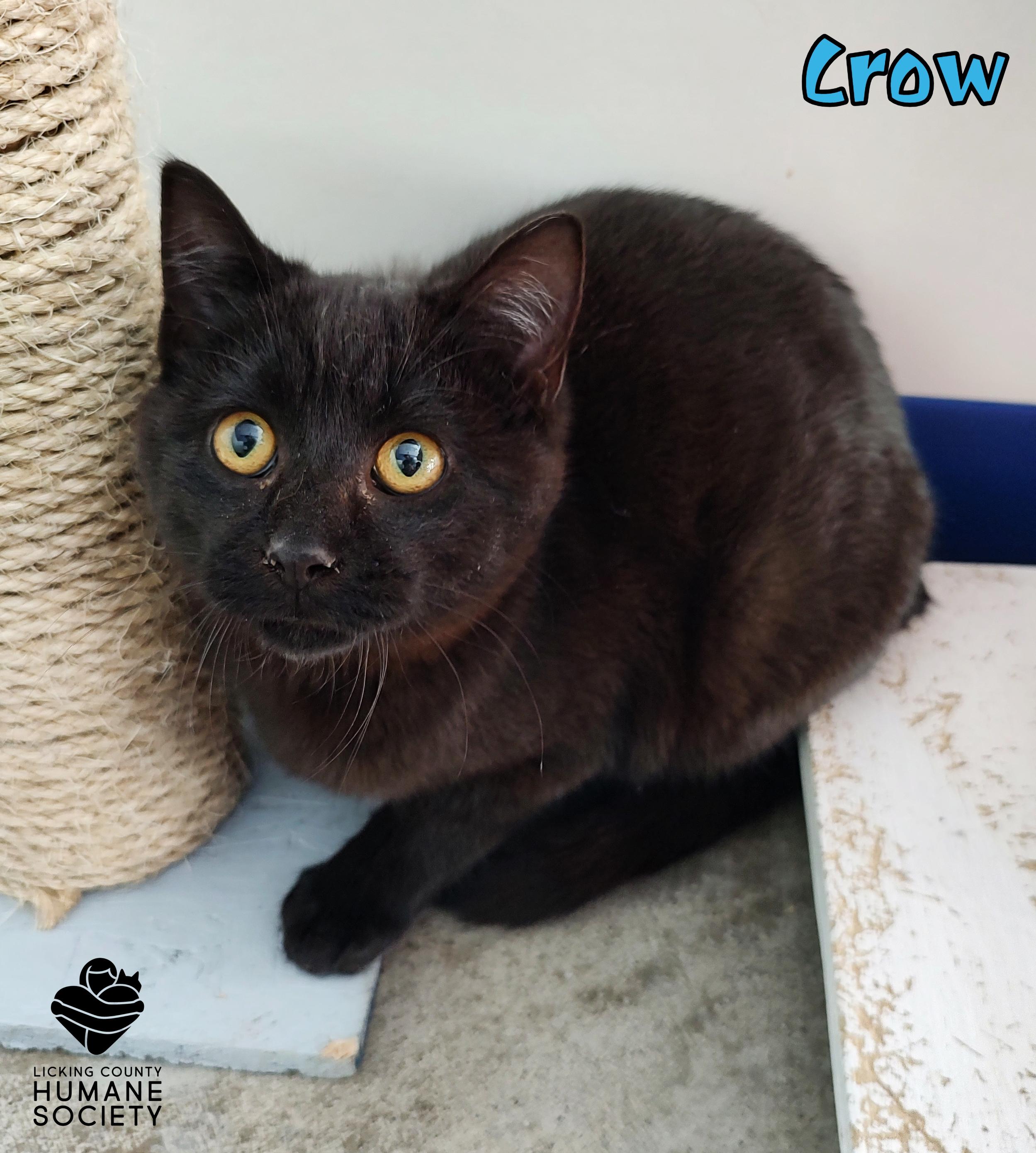 Crow, Adoptable, Young Male Domestic Short Hair.