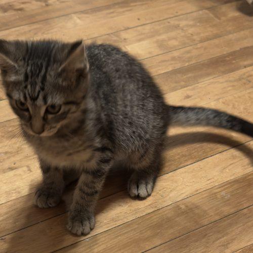 Gretchen, a Adoptable Domestic Short Hair in Kenosha, WI image 2/4