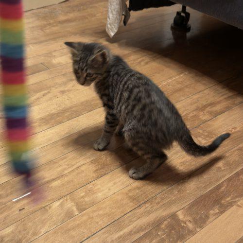 Gretchen, a Adoptable Domestic Short Hair in Kenosha, WI image 3/4