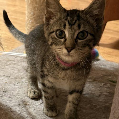 Gretchen, a Adoptable Domestic Short Hair in Kenosha, WI image 4/4