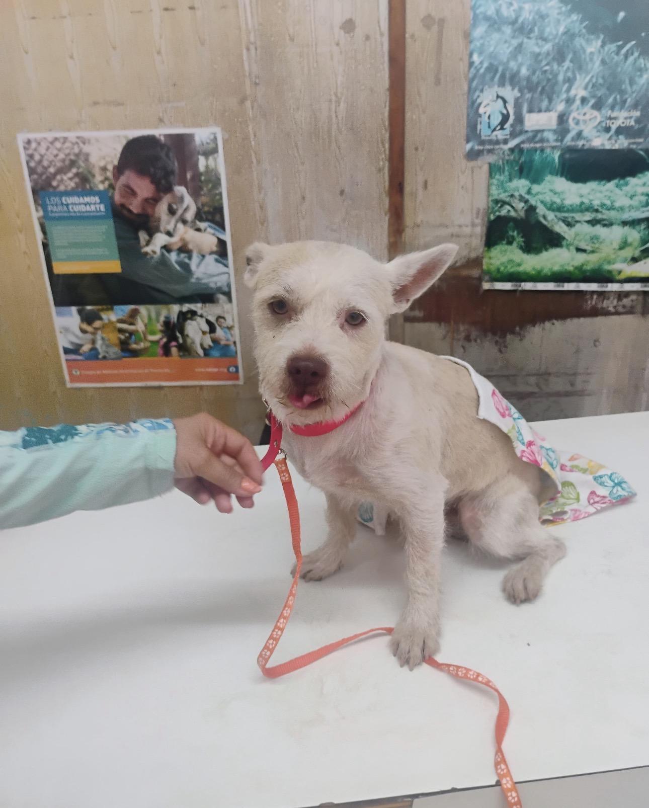 CANO, Adoptable, Young Male West Highland White Terrier / Westie & Cairn Terrier.