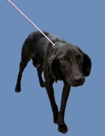 Enlarge Daydream, a Adoptable mixed breed in Partlow, VA image 1/1