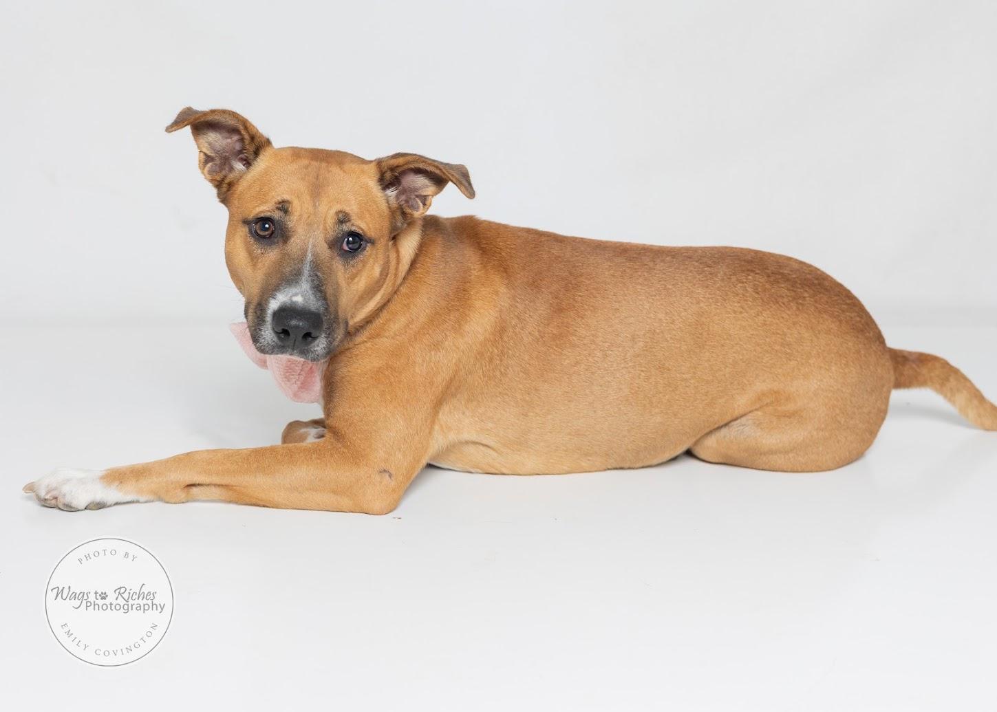 Enlarge Bella, a Adoptable mixed breed in Tuscaloosa, AL image 3/6