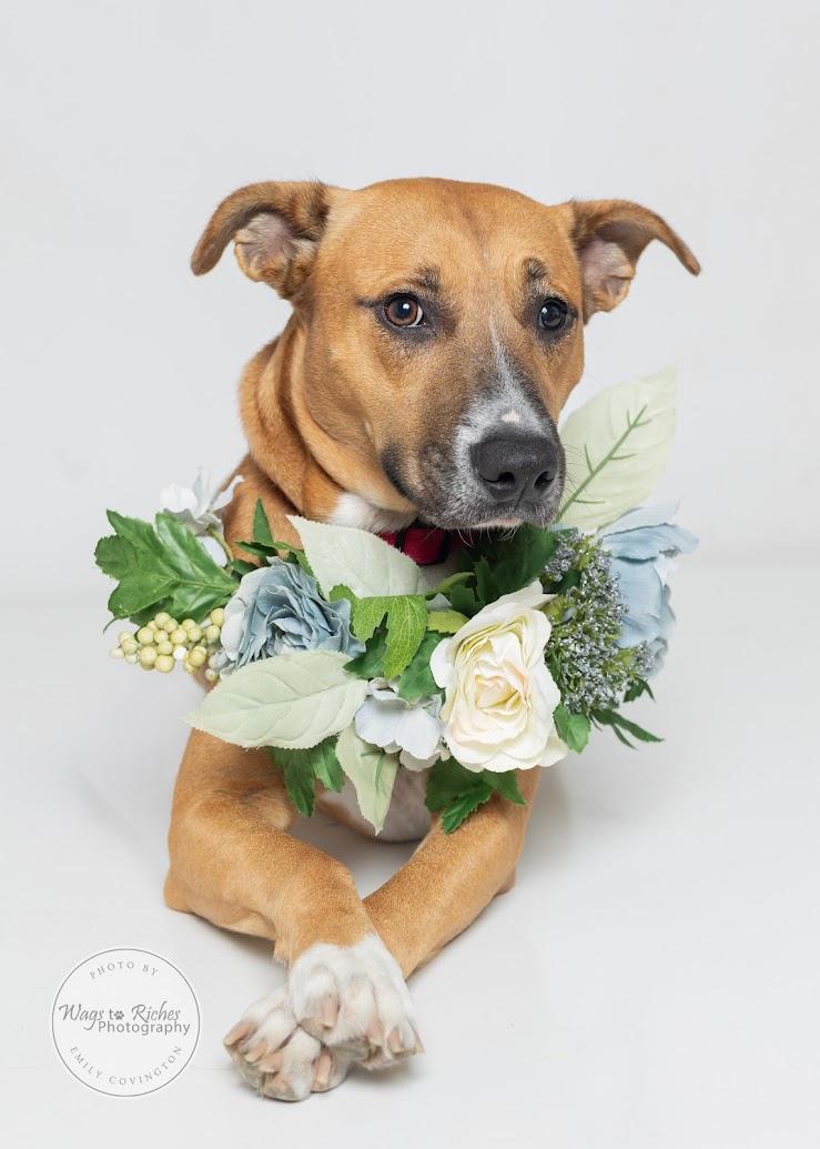 Bella, Adoptable, Young Female Black Mouth Cur & Boxer.
