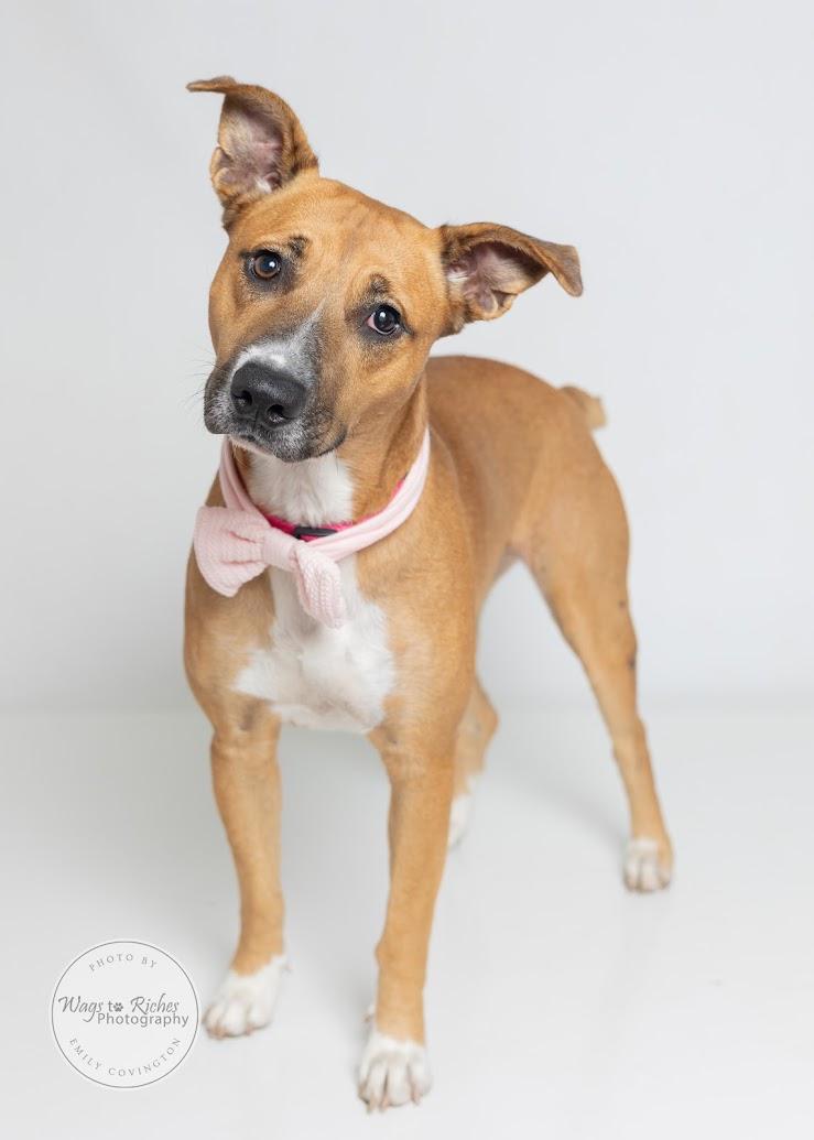 Enlarge Bella, a Adoptable mixed breed in Tuscaloosa, AL image 2/6