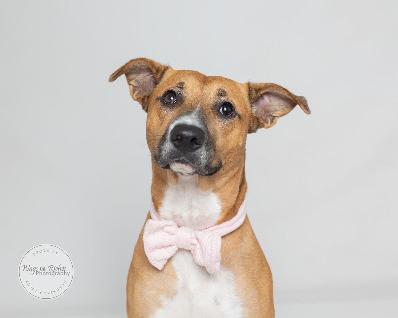 Enlarge Bella, a Adoptable mixed breed in Tuscaloosa, AL image 5/6
