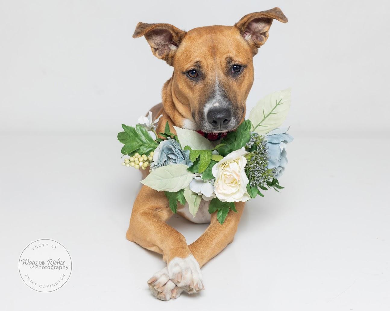 Enlarge Bella, a Adoptable mixed breed in Tuscaloosa, AL image 6/6