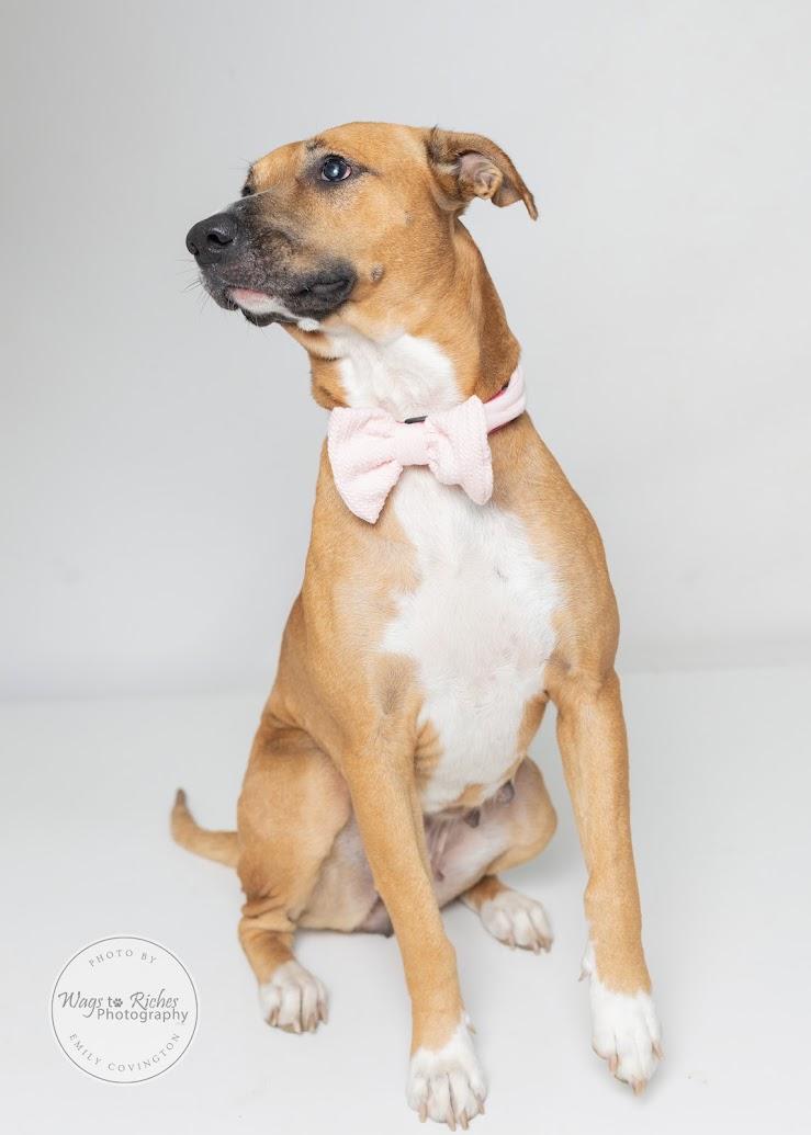 Enlarge Bella, a Adoptable mixed breed in Tuscaloosa, AL image 4/6