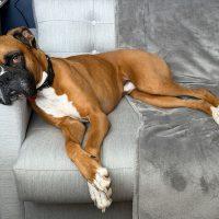 Enlarge Wilbur, a ADOPTABLE Boxer in Davis, CA image 3/6