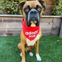 Wilbur, ADOPTABLE, Adult Male Boxer.