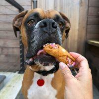 Enlarge Wilbur, a ADOPTABLE Boxer in Davis, CA image 4/6