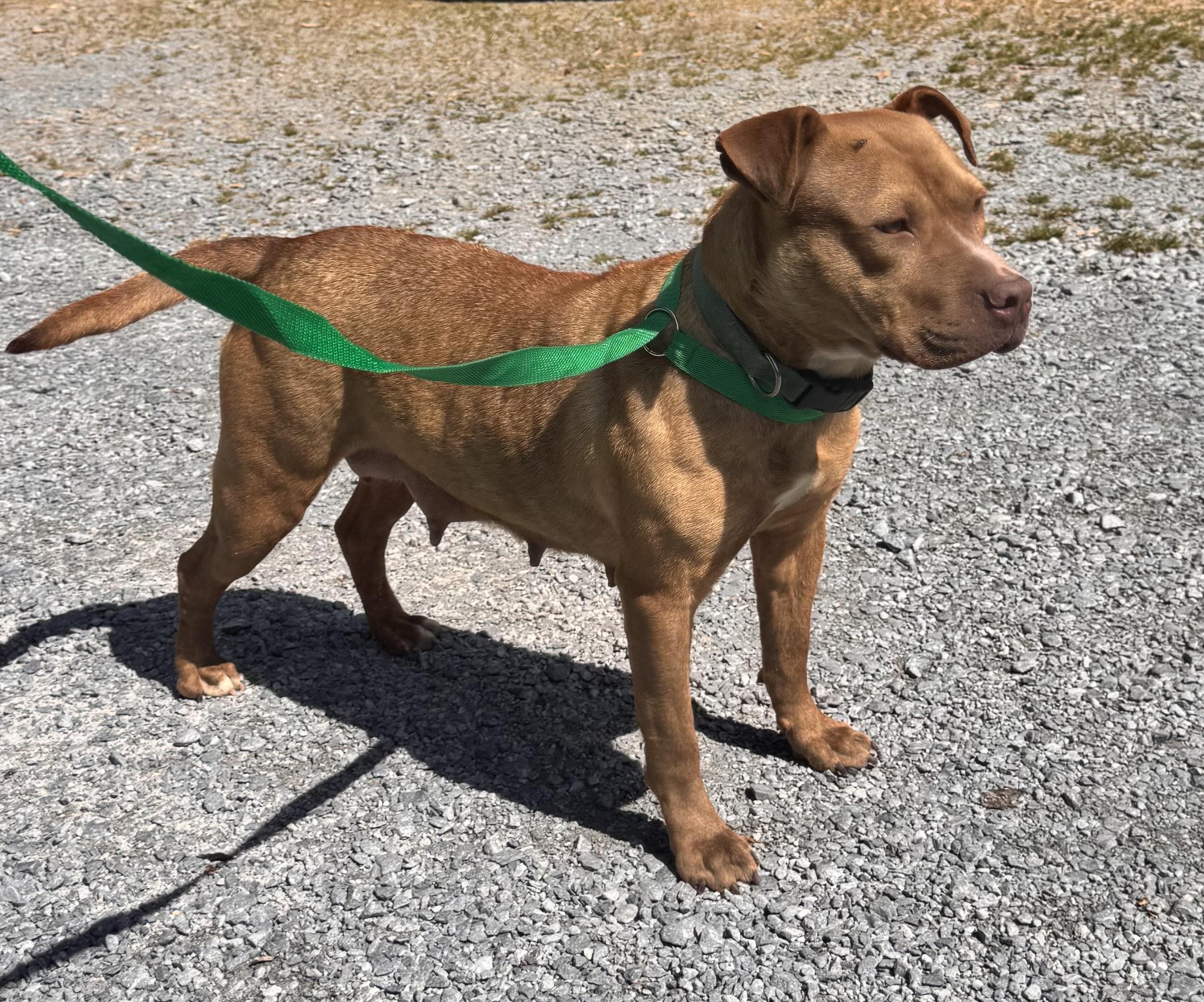 Allen, ADOPTABLE, Adult Female American Bulldog.