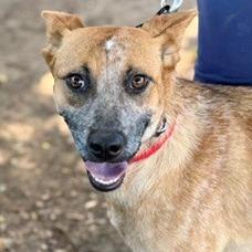 Rosie the Riveter, Adoptable, Young Female Cattle Dog & Mixed Breed.