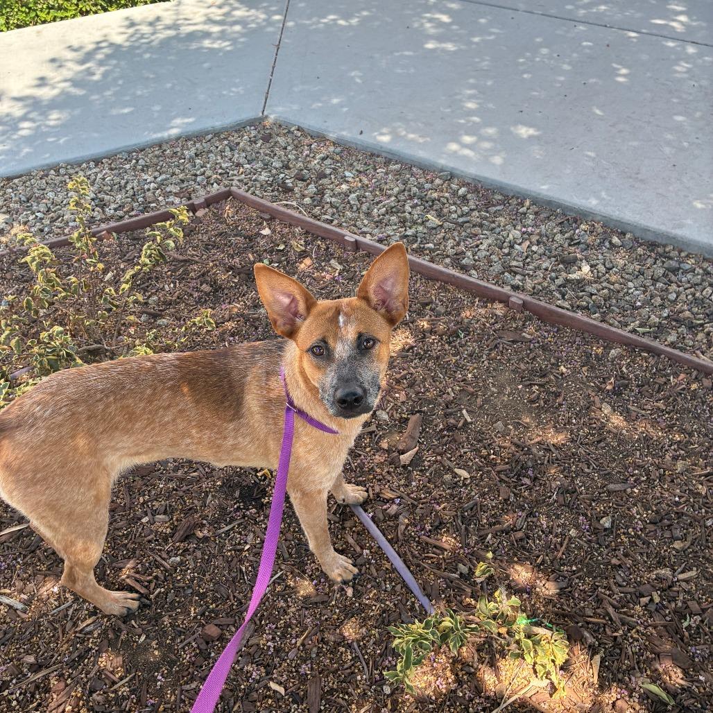 Enlarge Rosie the Riveter, a Adoptable mixed breed in Oceanside, CA image 2/6