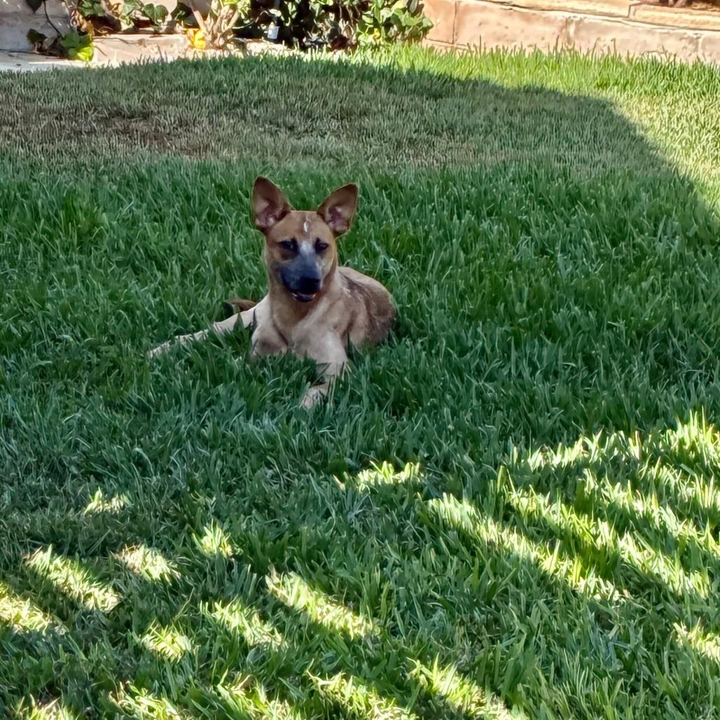 Enlarge Rosie the Riveter, a Adoptable mixed breed in Oceanside, CA image 3/6