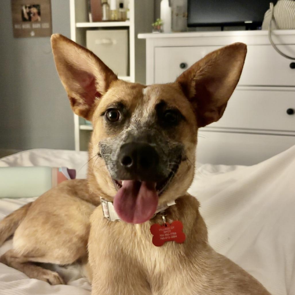 Enlarge Rosie the Riveter, a Adoptable mixed breed in Oceanside, CA image 4/6