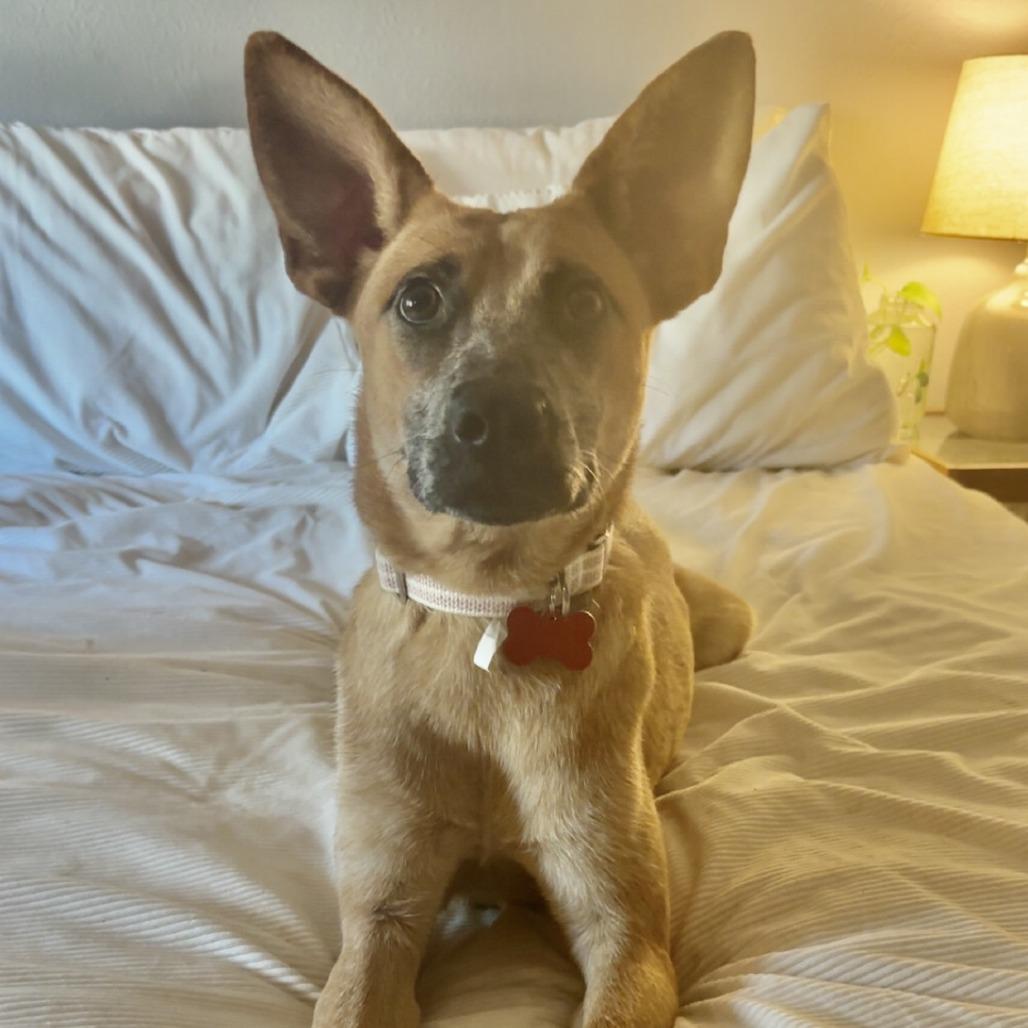 Enlarge Rosie the Riveter, a Adoptable mixed breed in Oceanside, CA image 5/6