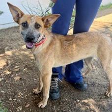 Enlarge Rosie the Riveter, a Adoptable mixed breed in Oceanside, CA image 6/6