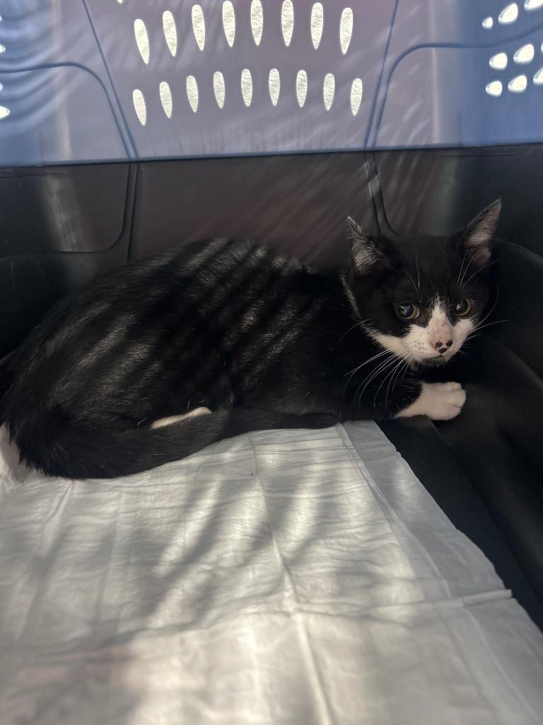 West Cat 3, Adoptable, Young Male Domestic Short Hair.