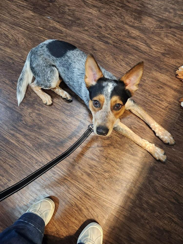Enlarge Dalton, a Adoptable Australian Cattle Dog / Blue Heeler in Mansfield, OH image 1/2
