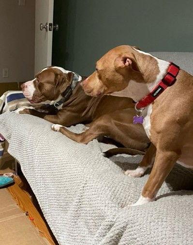 Hazel, Adoptable, Young Female Labrador Retriever & American Bulldog.